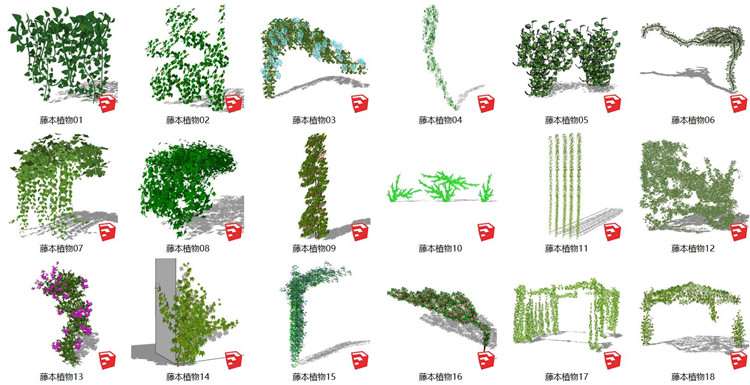 11藤本植物SU模型